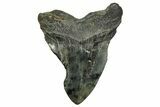 Bargain, Fossil Megalodon Tooth - South Carolina #374088-2